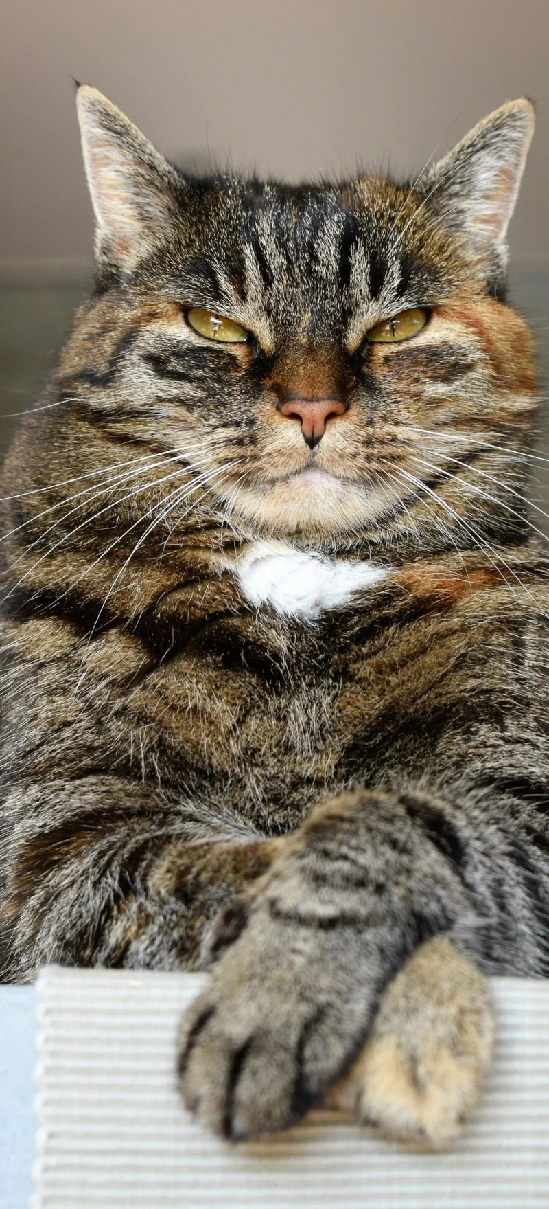 Majestic Tabby Cat 4K Mobile Wallpaper