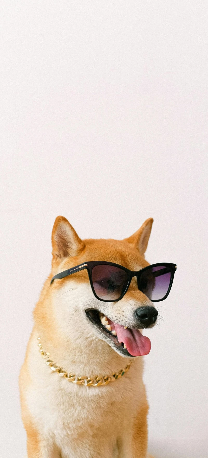 Cool Shiba Inu 4K Mobile Wallpaper