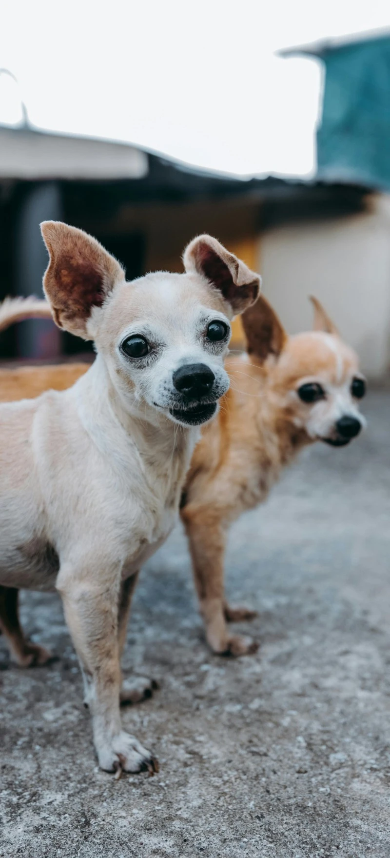 Adorable Chihuahua Pair 4K Mobile Wallpaper