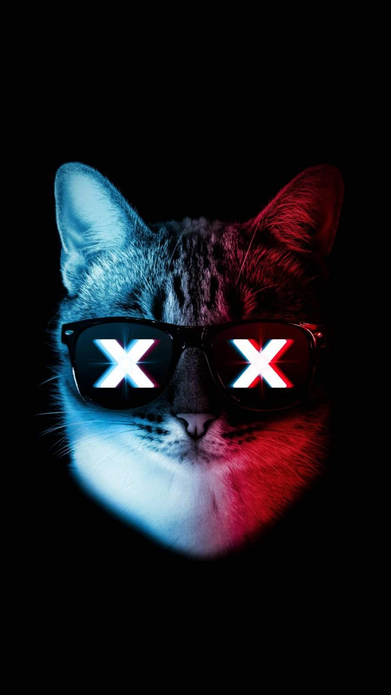 Cool Cat 4K Mobile Wallpaper