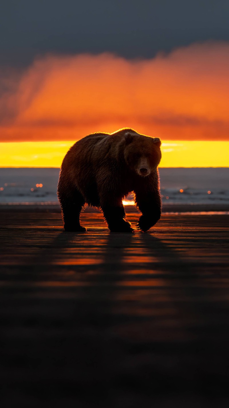 Bear on the Beach 4K Mobile Wallpaper Free Download