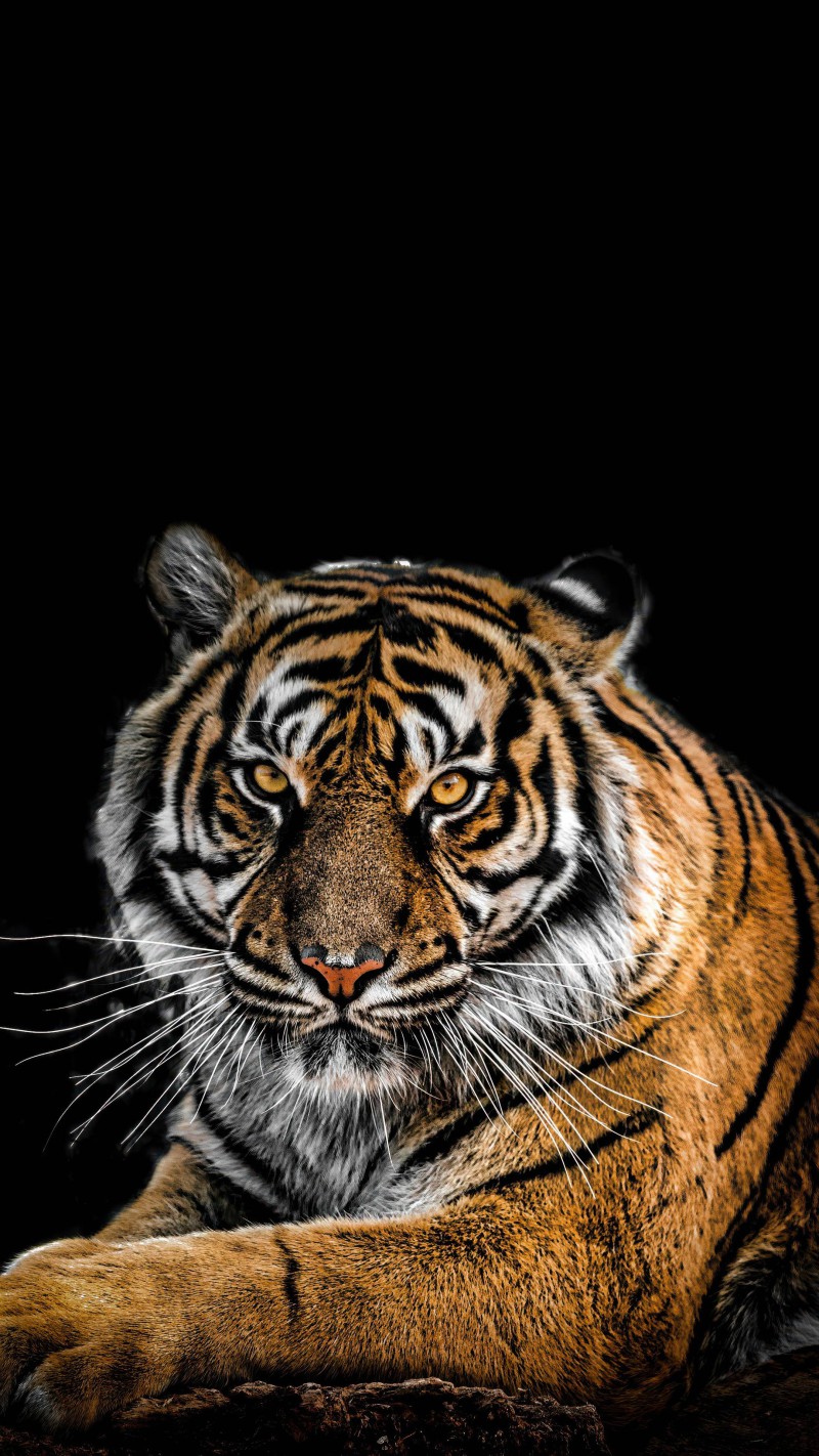 Tiger's intense gaze 4K Mobile Wallpaper