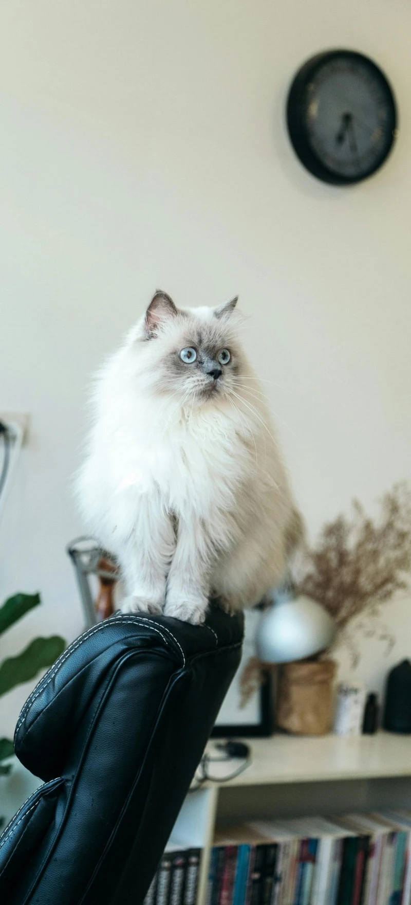 Elegant Persian Cat 4K Mobile Wallpaper