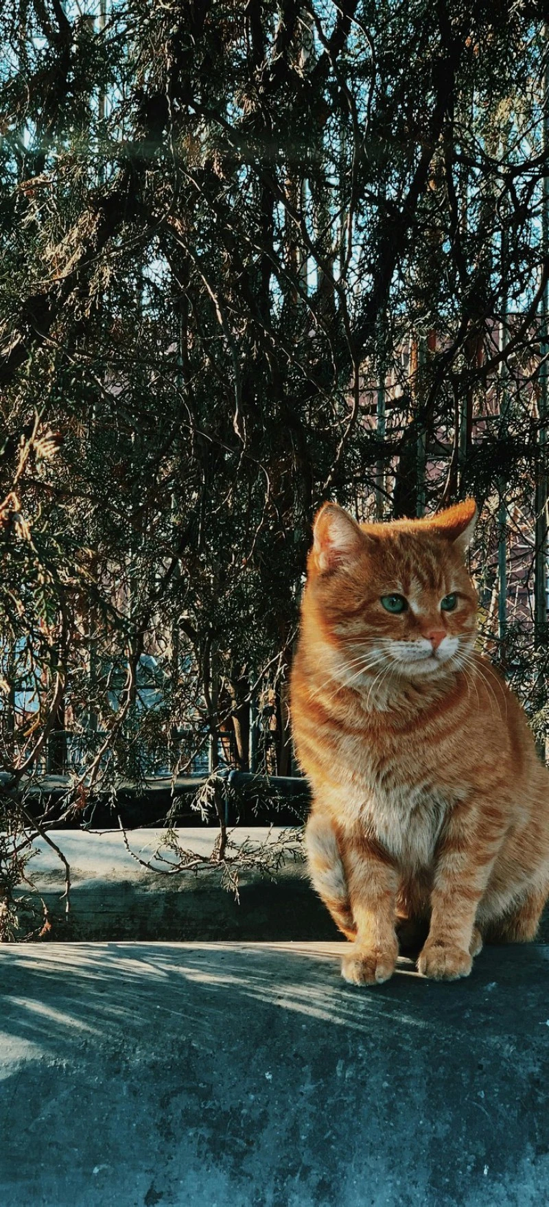 Ginger Cat 4K Mobile Wallpaper