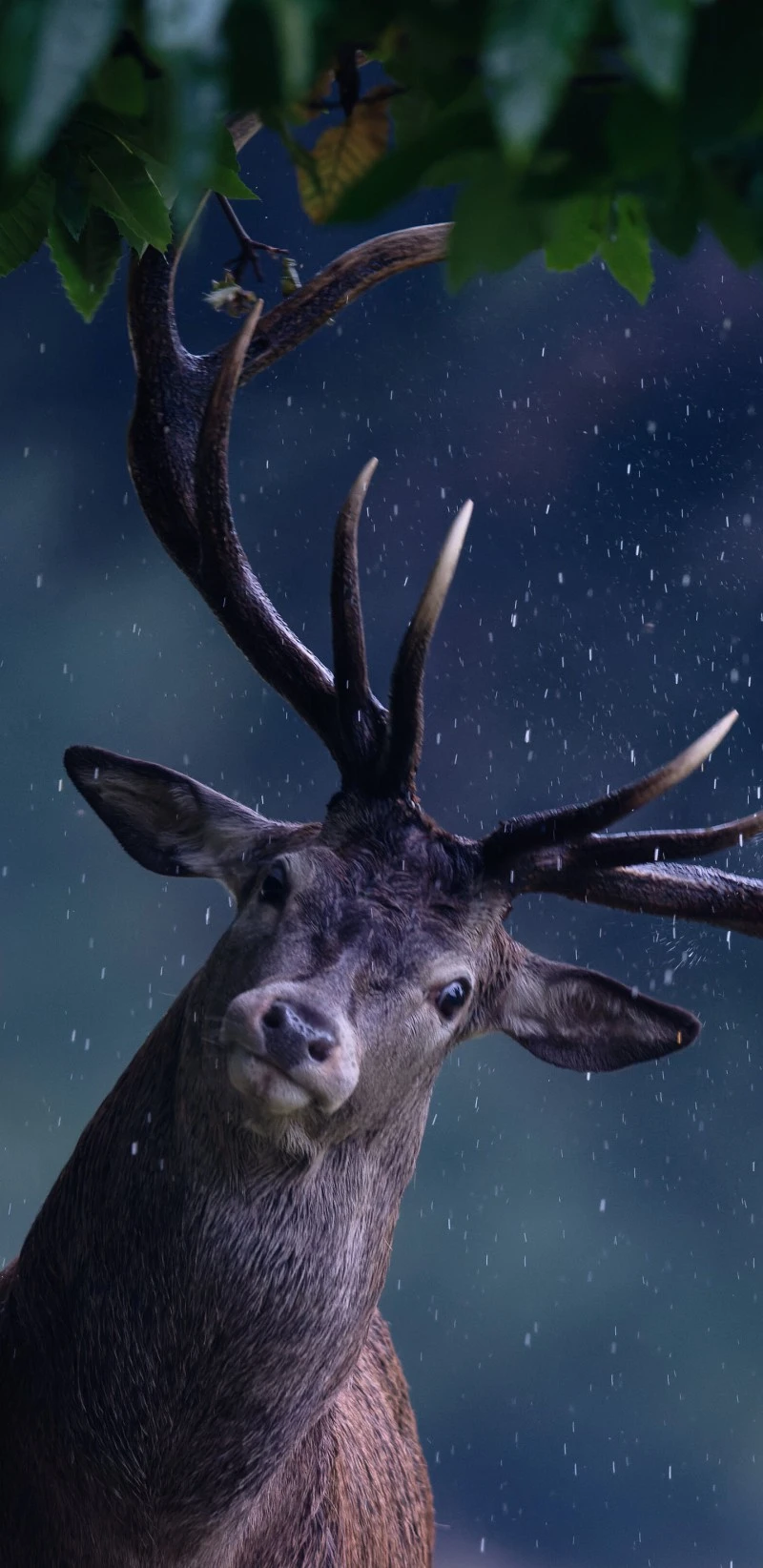 Curious Red Deer in the Rain 4K Mobile Wallpaper
