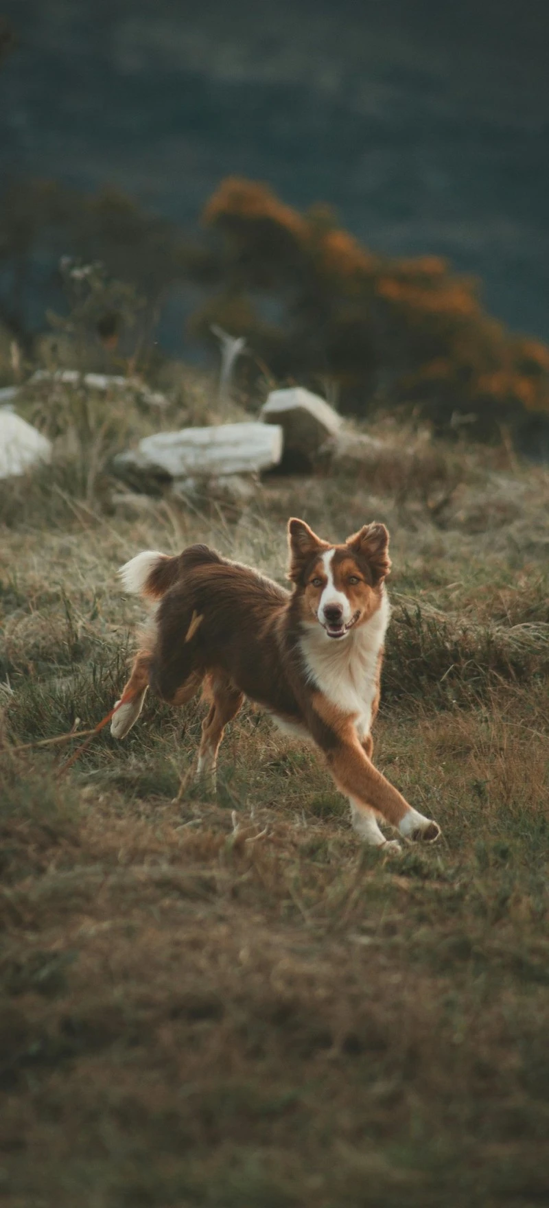 Border Collie Running in Field 4K Mobile Wallpaper