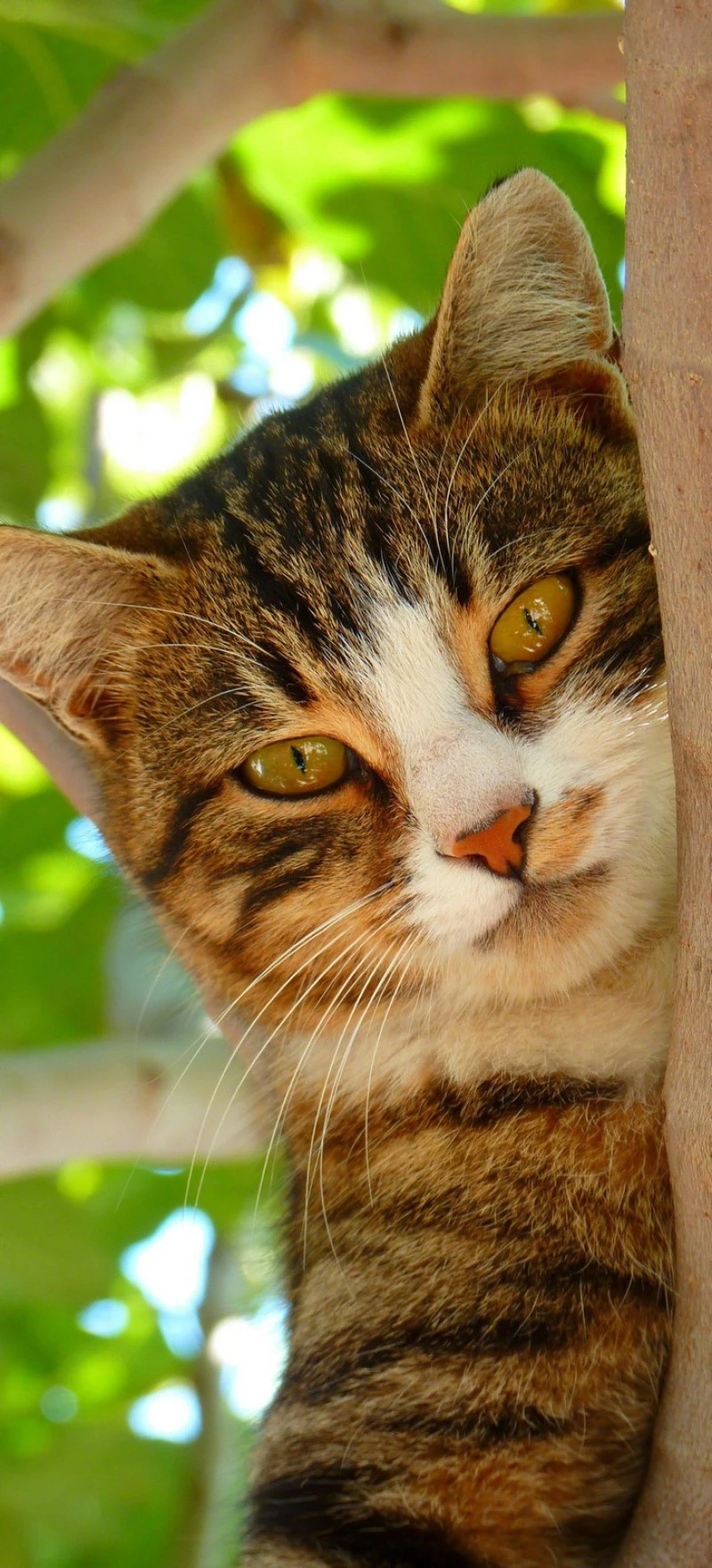 Tree-Climbing Tabby 4K Mobile Wallpaper