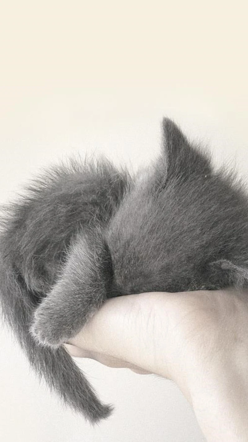 Sleeping Kitten 4K Mobile Wallpaper