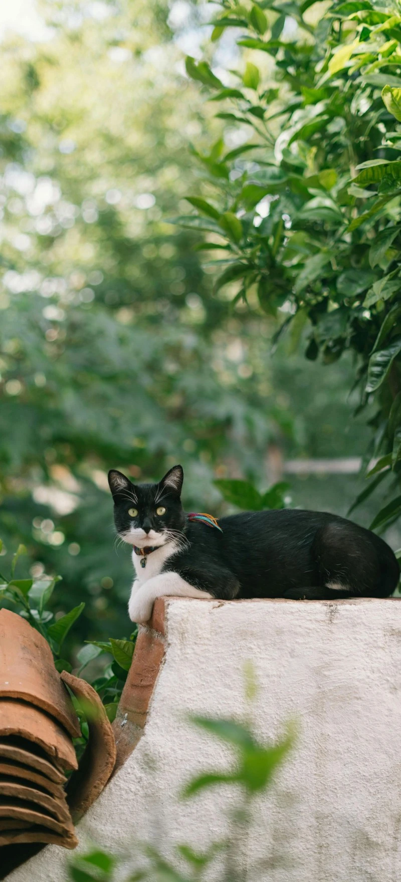 Tuxedo Cat 4K Mobile Wallpaper