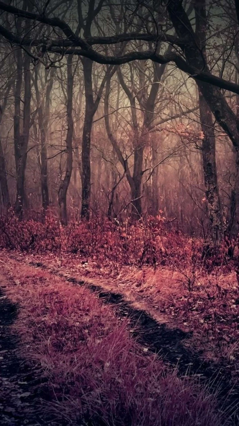 Misty Forest Path 4K Mobile Wallpaper