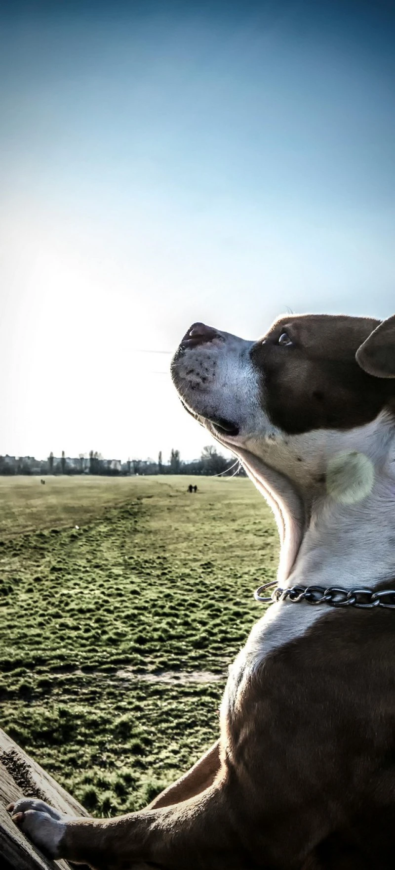 Staffordshire Bull Terrier Gazing into the Distance 4K Mobile Wallpaper