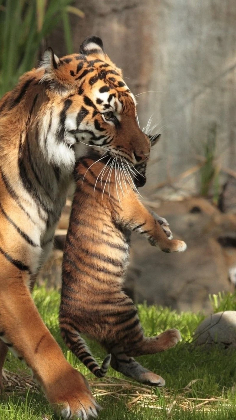 Tiger Mother and Cub 4K Mobile Wallpaper