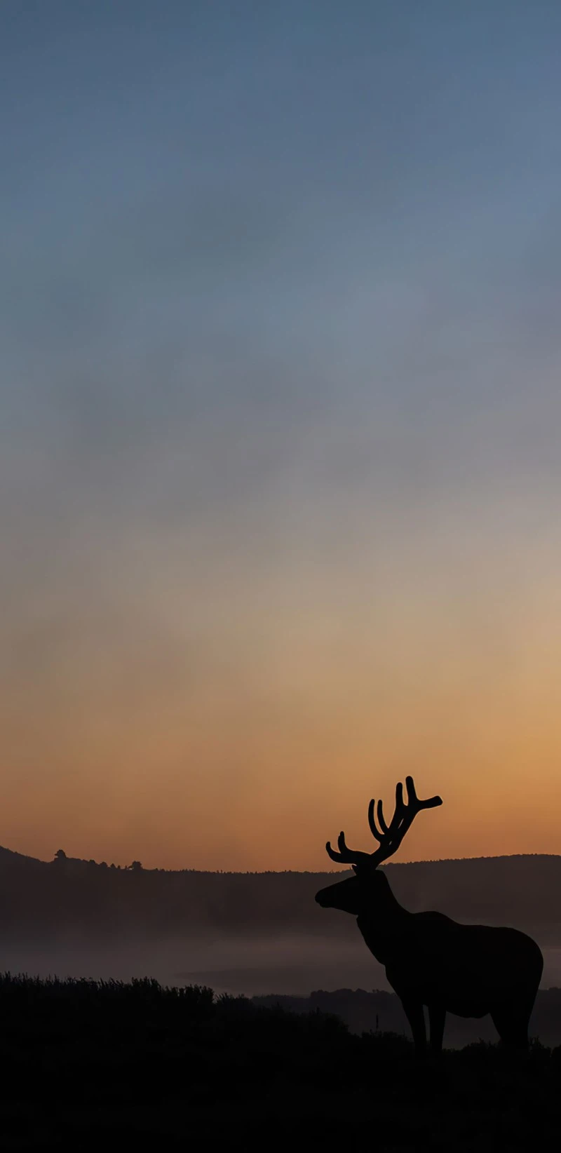 Majestic Elk at Sunrise 4K Mobile Wallpaper