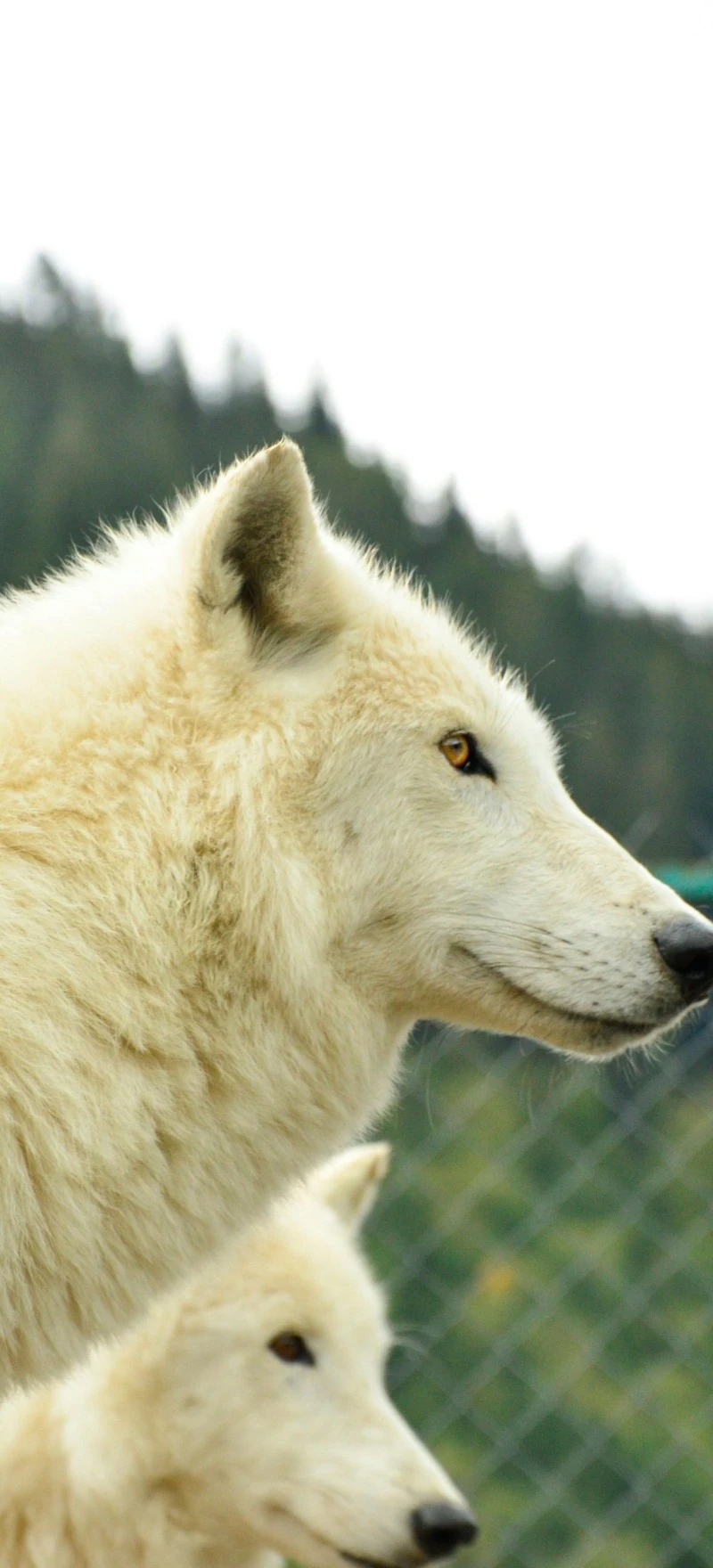 Arctic Wolves Close-Up 4K Mobile Wallpaper