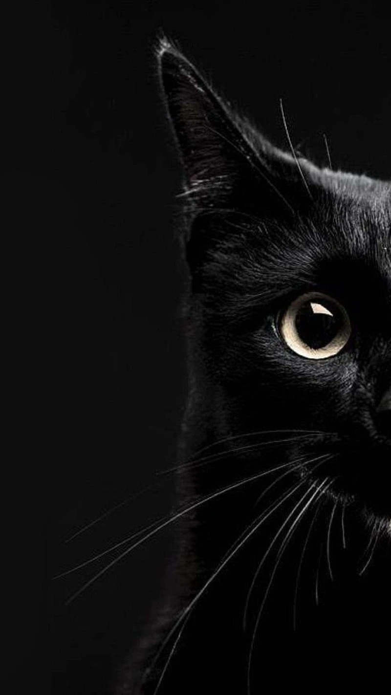 Black Cat Profile 4K Mobile Wallpaper
