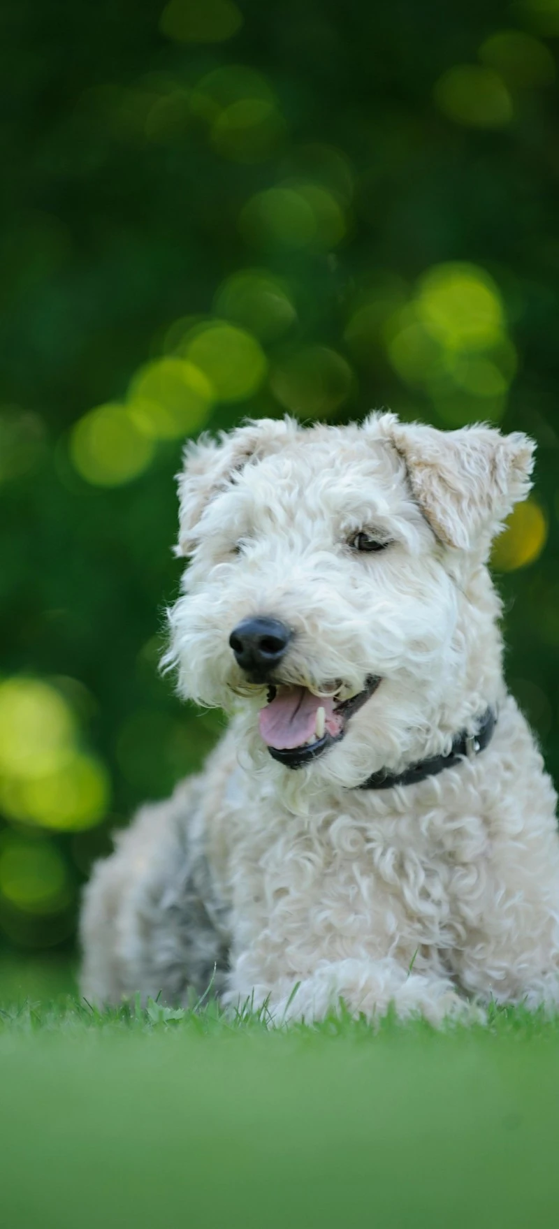 Happy Wire Fox Terrier 4K Mobile Wallpaper