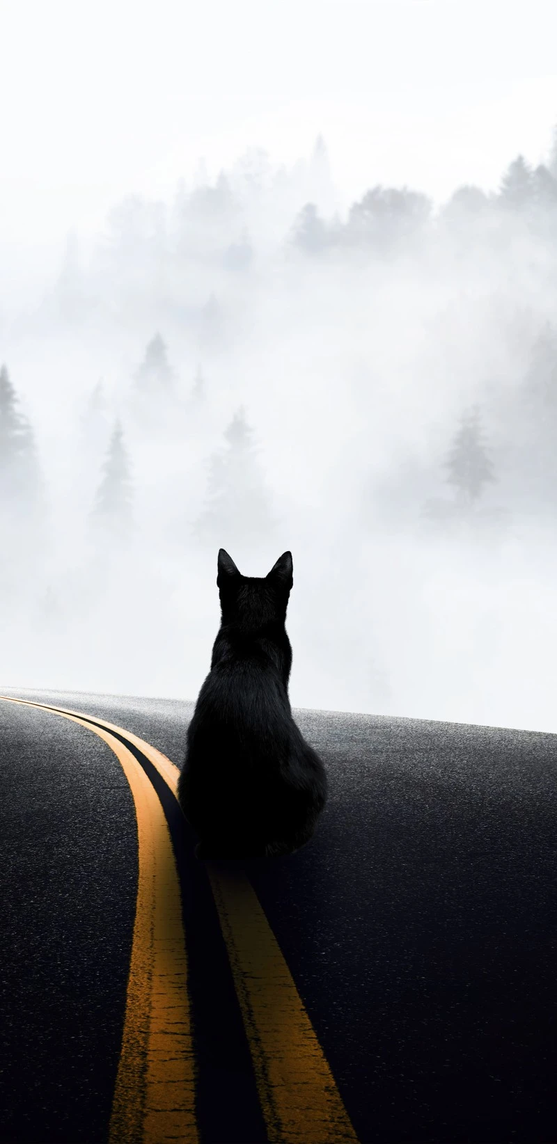 Solitary Black Cat on a Foggy Road 4K Mobile Wallpaper