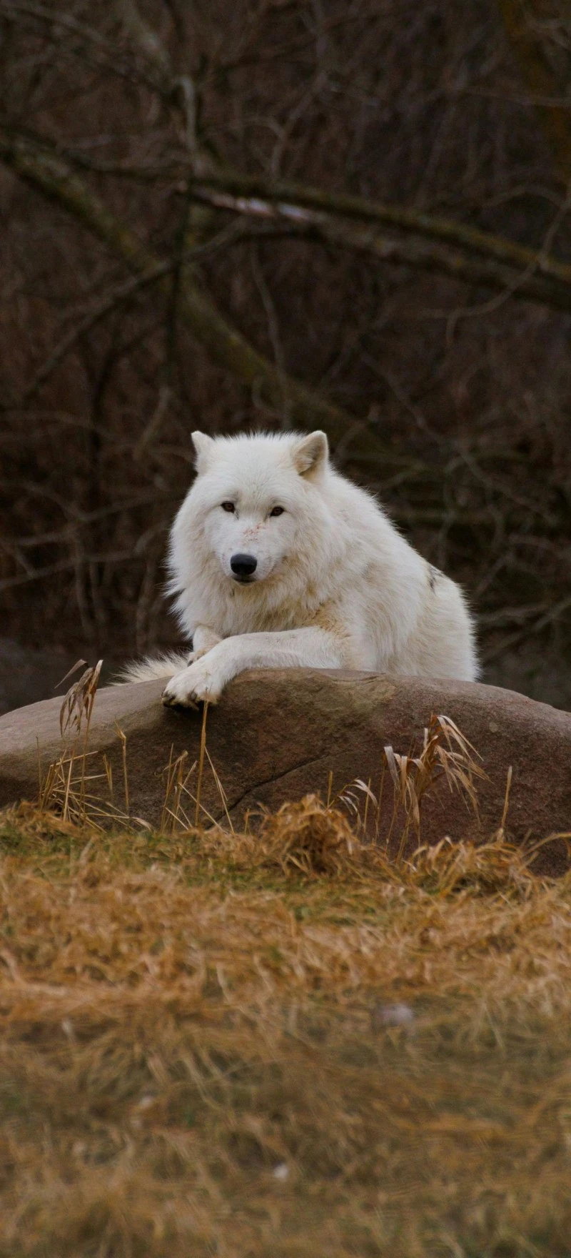 Arctic Wolf Resting on Rock 4K Mobile Wallpaper