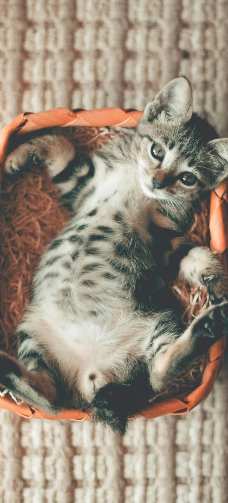 Adorable Kitten in a Basket 4K Mobile Wallpaper