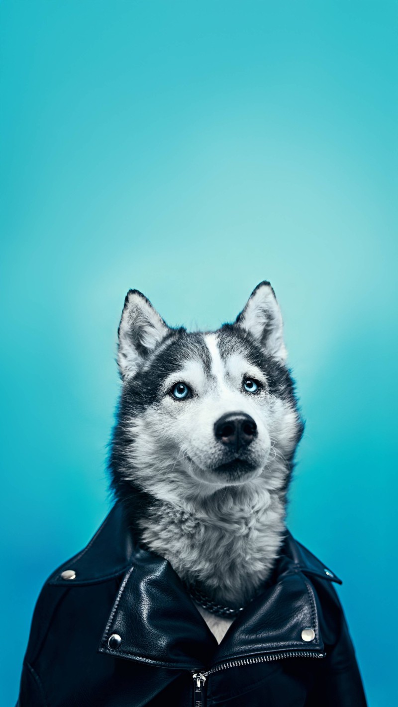 Husky in a Leather Jacket 4K Mobile Wallpaper