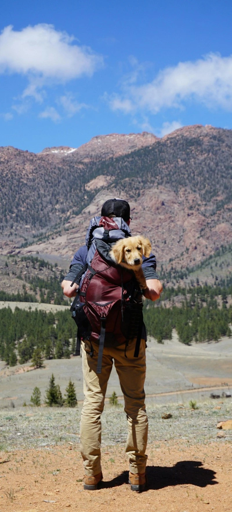 Hiking with a Golden Retriever Puppy 4K Mobile Wallpaper
