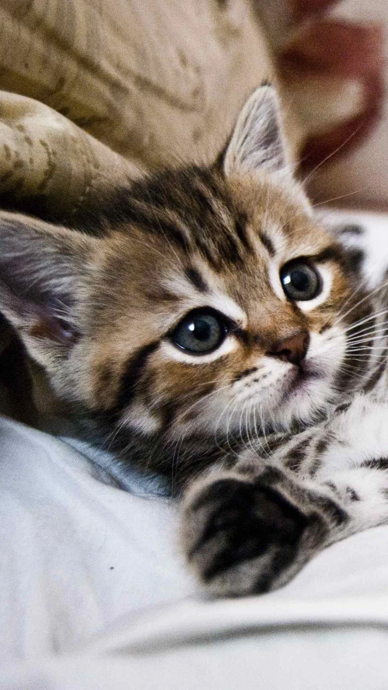 Adorable Tabby Kitten 4K Mobile Wallpaper