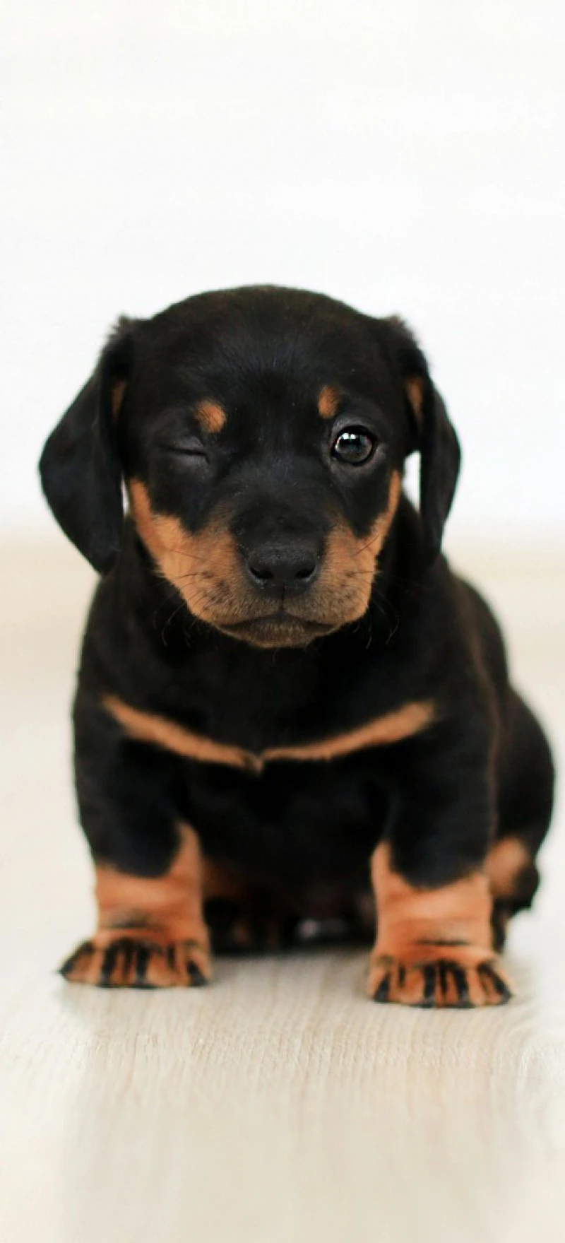 Winking Dachshund 4K Mobile Wallpaper