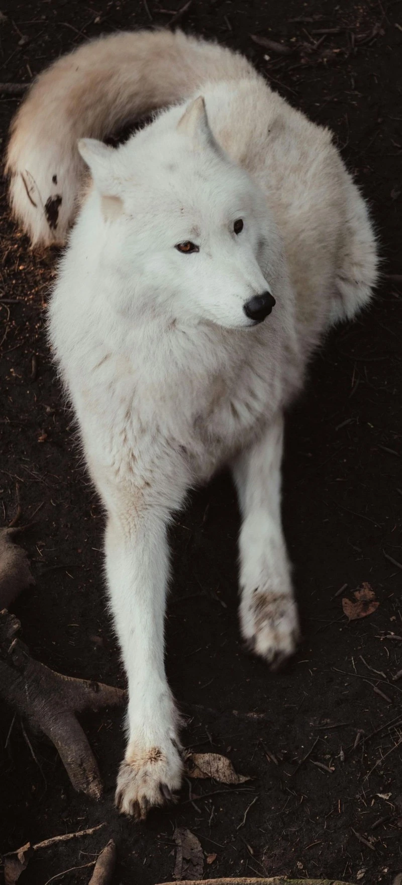 Arctic Wolf Resting 4K Mobile Wallpaper