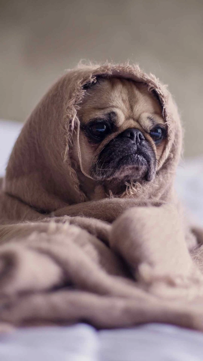 Cozy Pug 4K Mobile Wallpaper