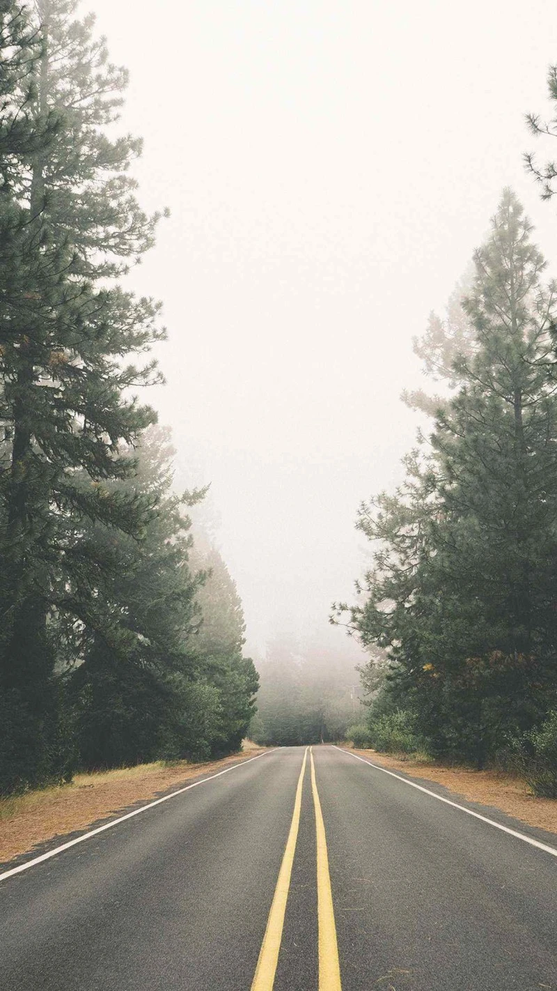 Misty Road Through the Pines 4K Mobile Wallpaper