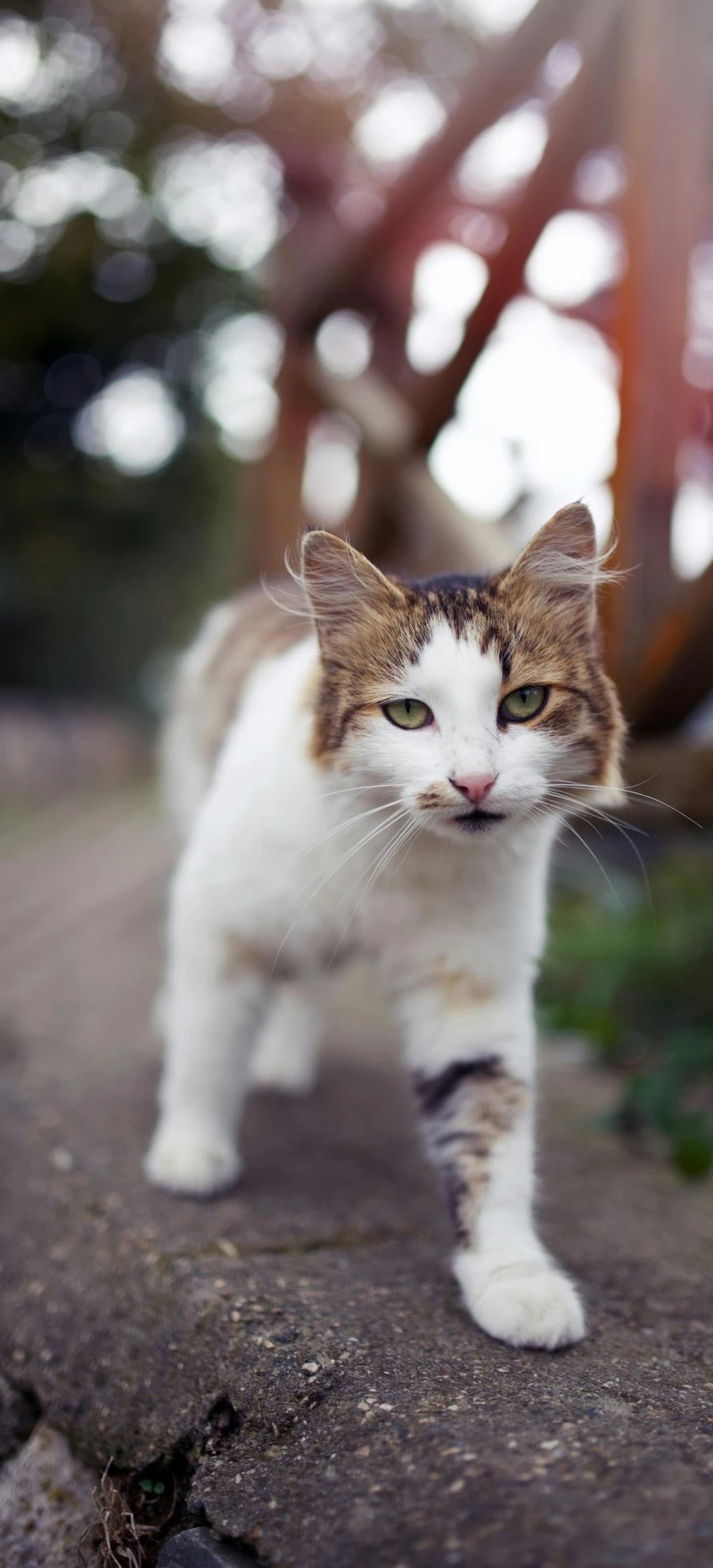 Curious Street Cat 4K Mobile Wallpaper