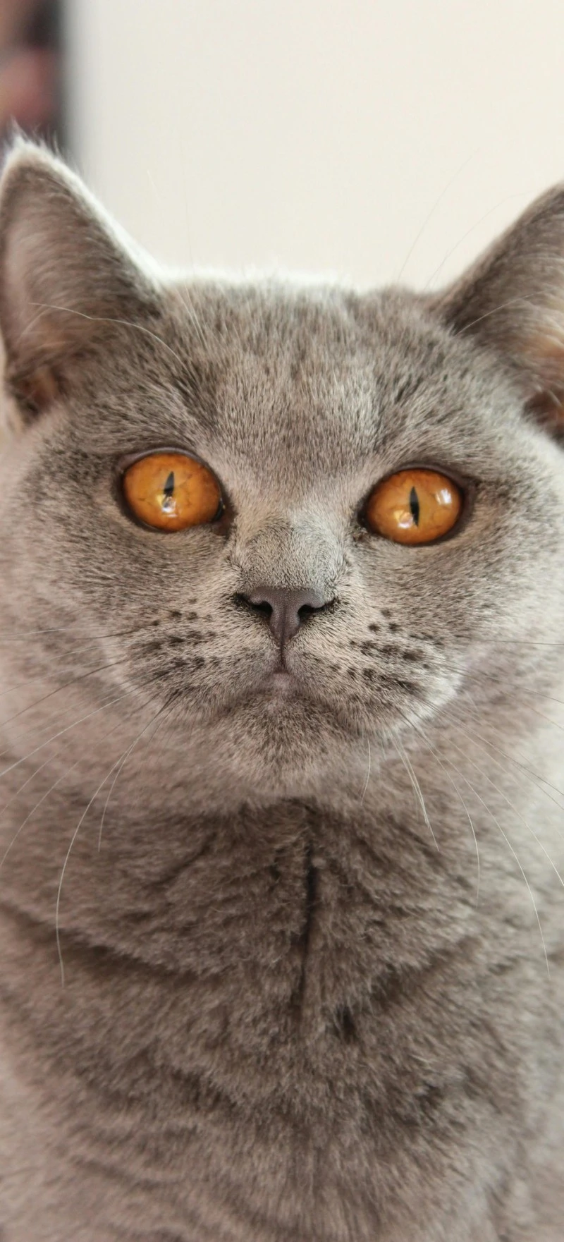 Intriguing British Shorthair 4K Mobile Wallpaper