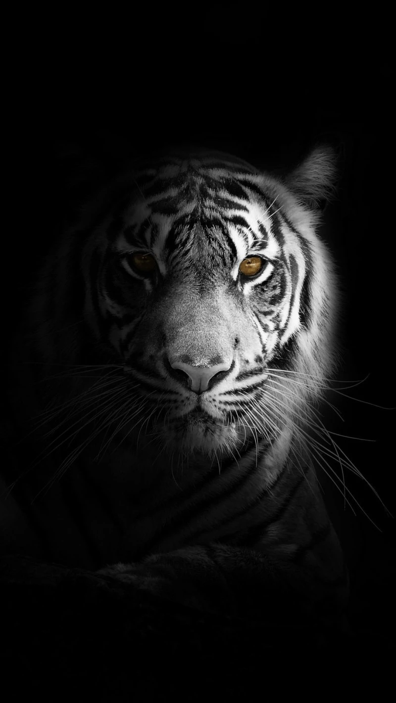 White Tiger in the Dark 4K Mobile Wallpaper