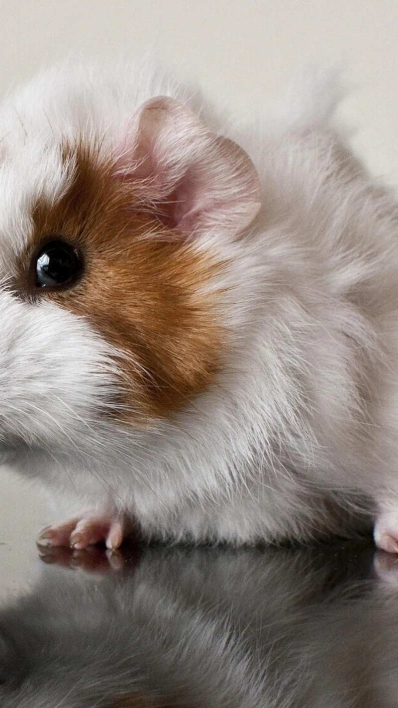 Close-up of a Cute Guinea Pig 4K Mobile Wallpaper