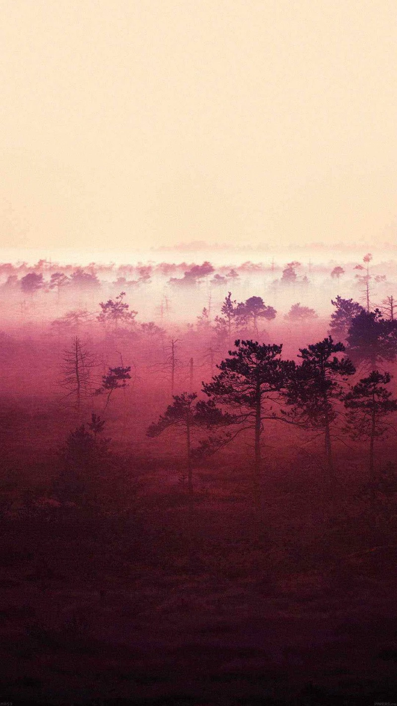 Misty Morning in the Bog 4K Mobile Wallpaper