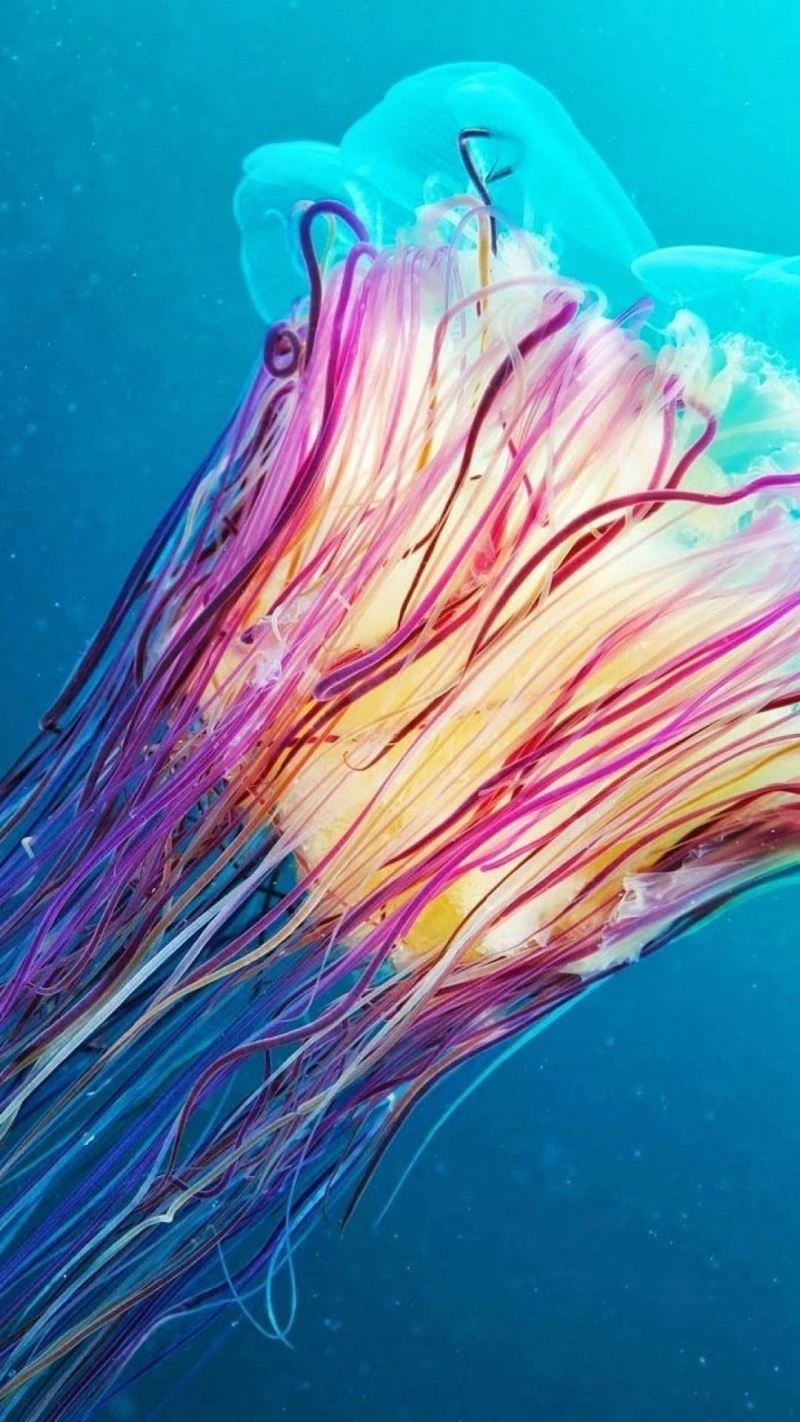 Vibrant Jellyfish 4K Mobile Wallpaper