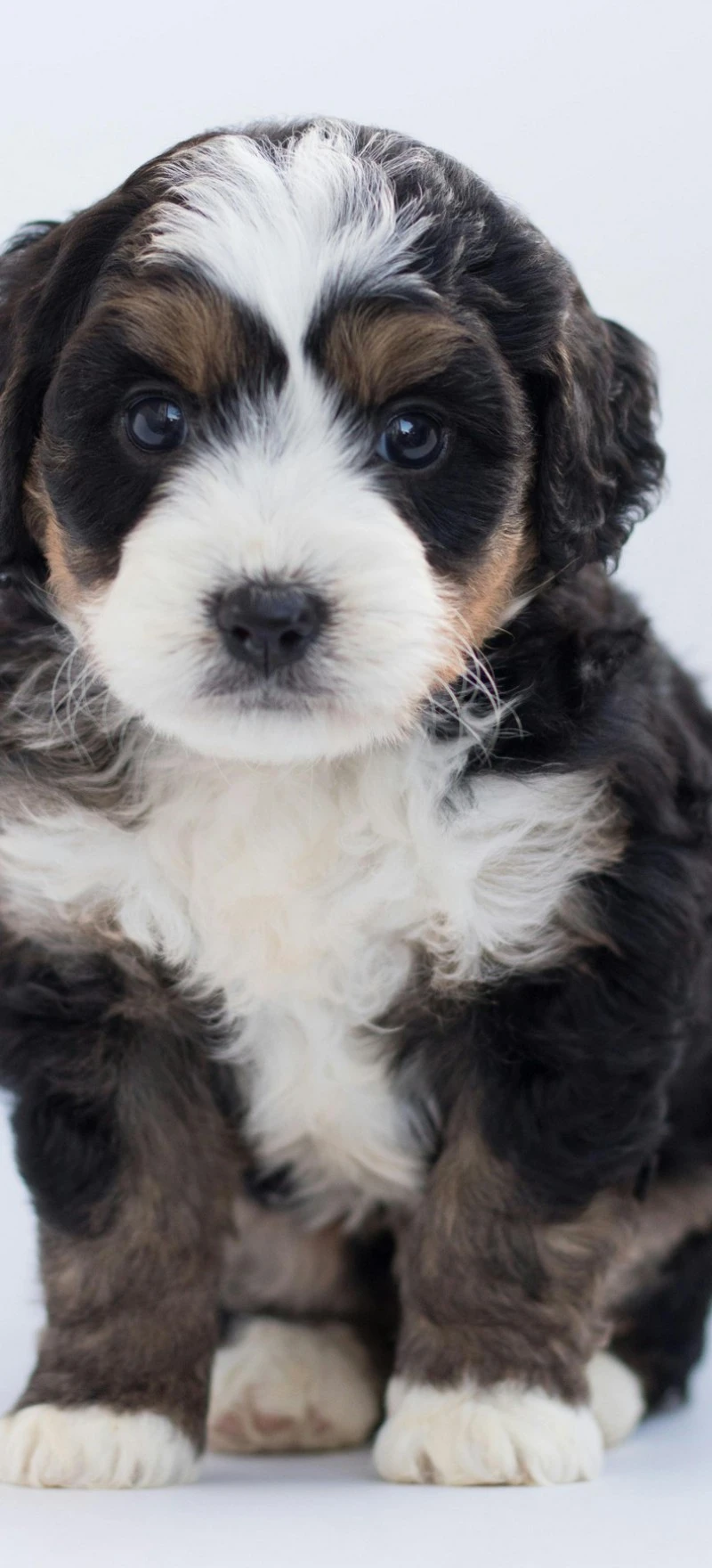 Sweet Mini Goldendoodle Puppy 4K Mobile Wallpaper