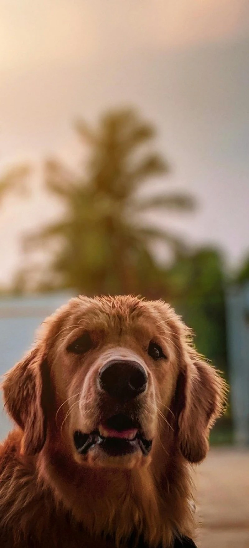 Golden Retriever Sunset Portrait 4K Mobile Wallpaper