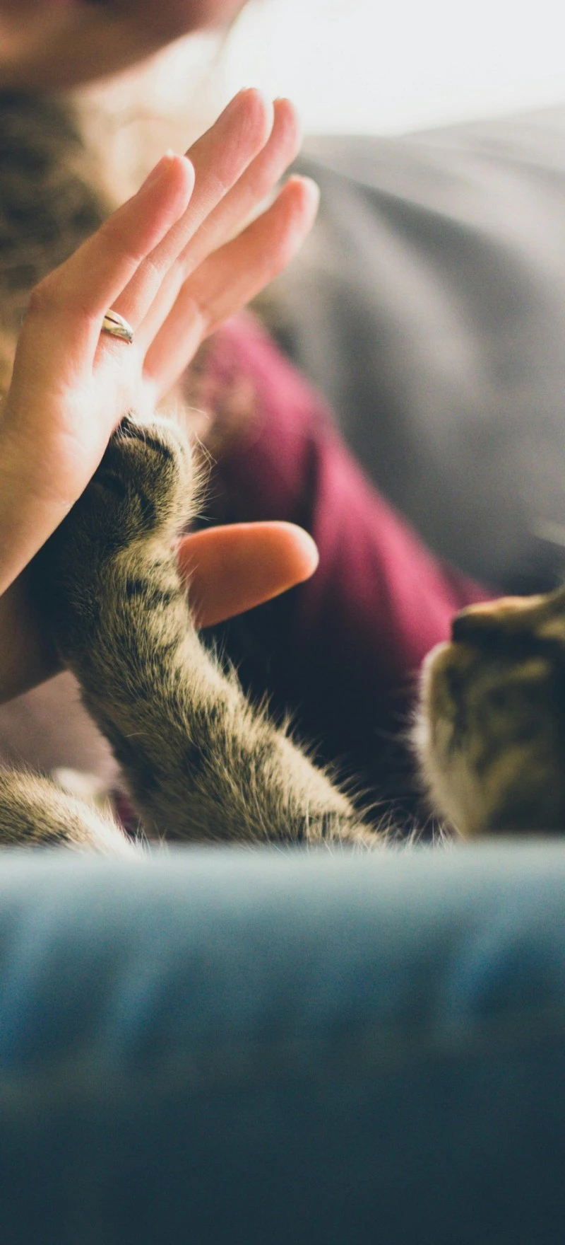 Cat's Paw High Five 4K Mobile Wallpaper