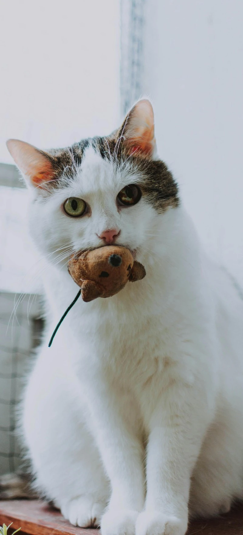 Cat with Toy 4K Mobile Wallpaper