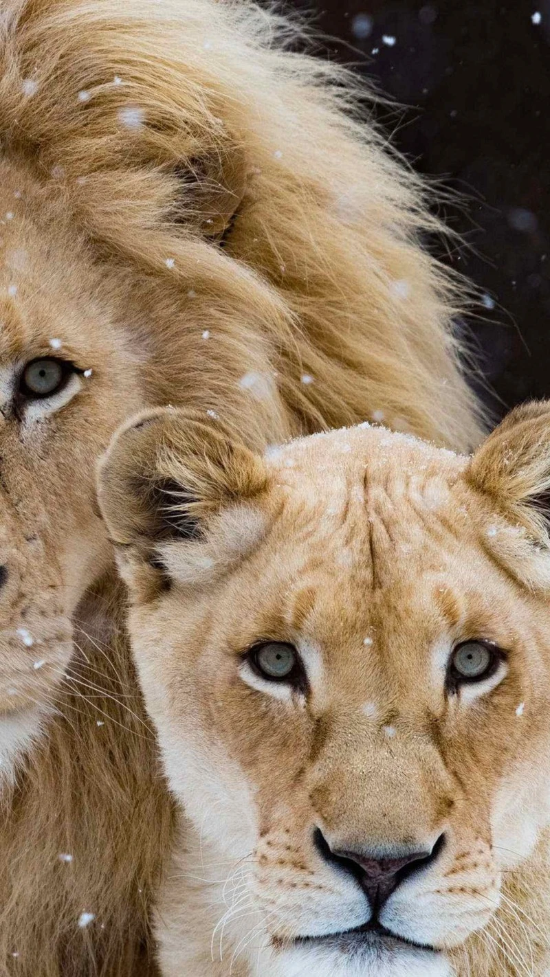 Lion Couple in the Snow 4K Mobile Wallpaper