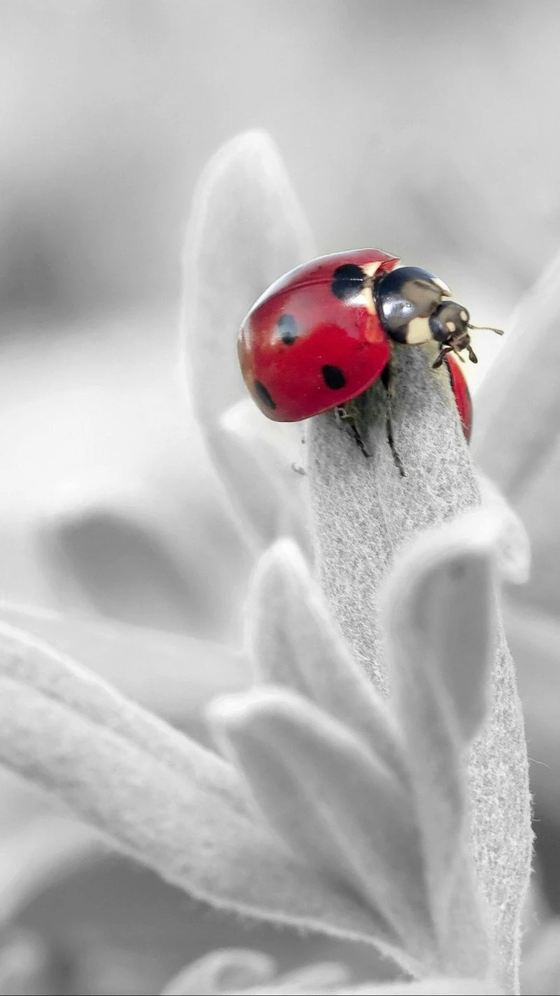 Ladybug on a Flower 4K Mobile Wallpaper