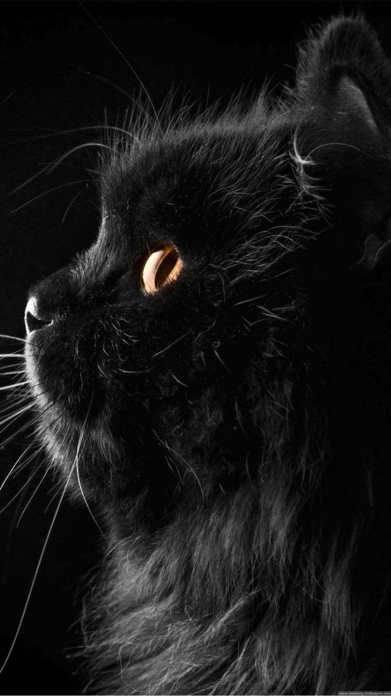 Majestic Black Cat 4K Mobile Wallpaper
