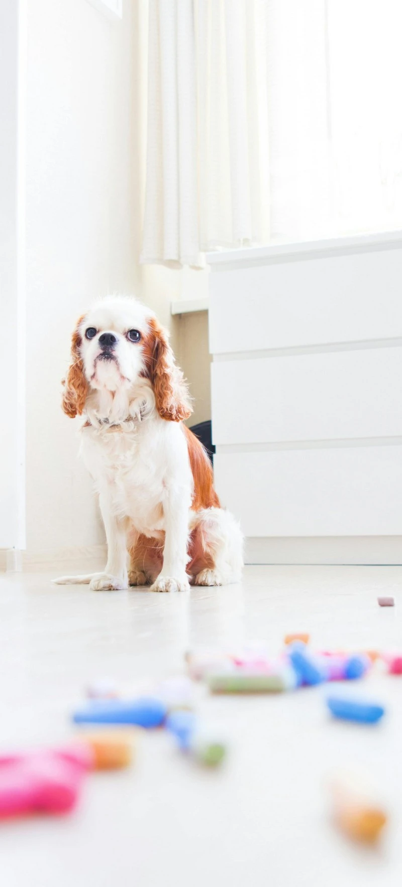 Cavalier King Charles Spaniel 4K Mobile Wallpaper
