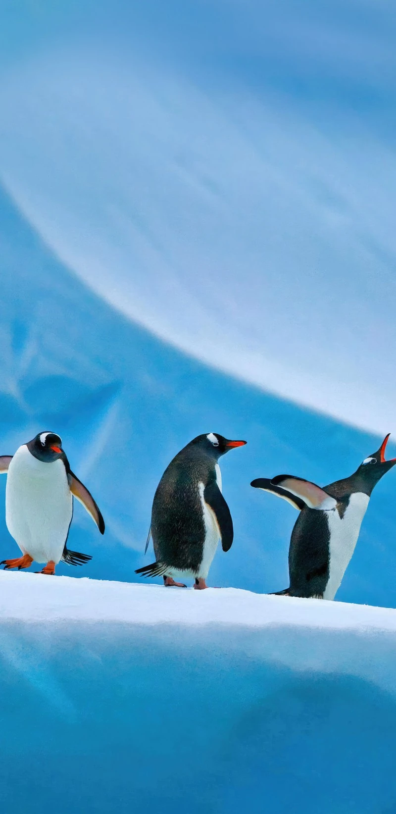 Three Gentoo Penguins on Ice 4K Mobile Wallpaper