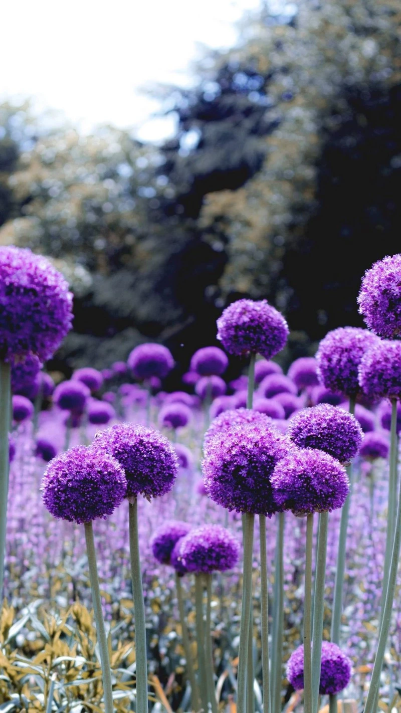 Purple Allium Flower Field 4K Mobile Wallpaper