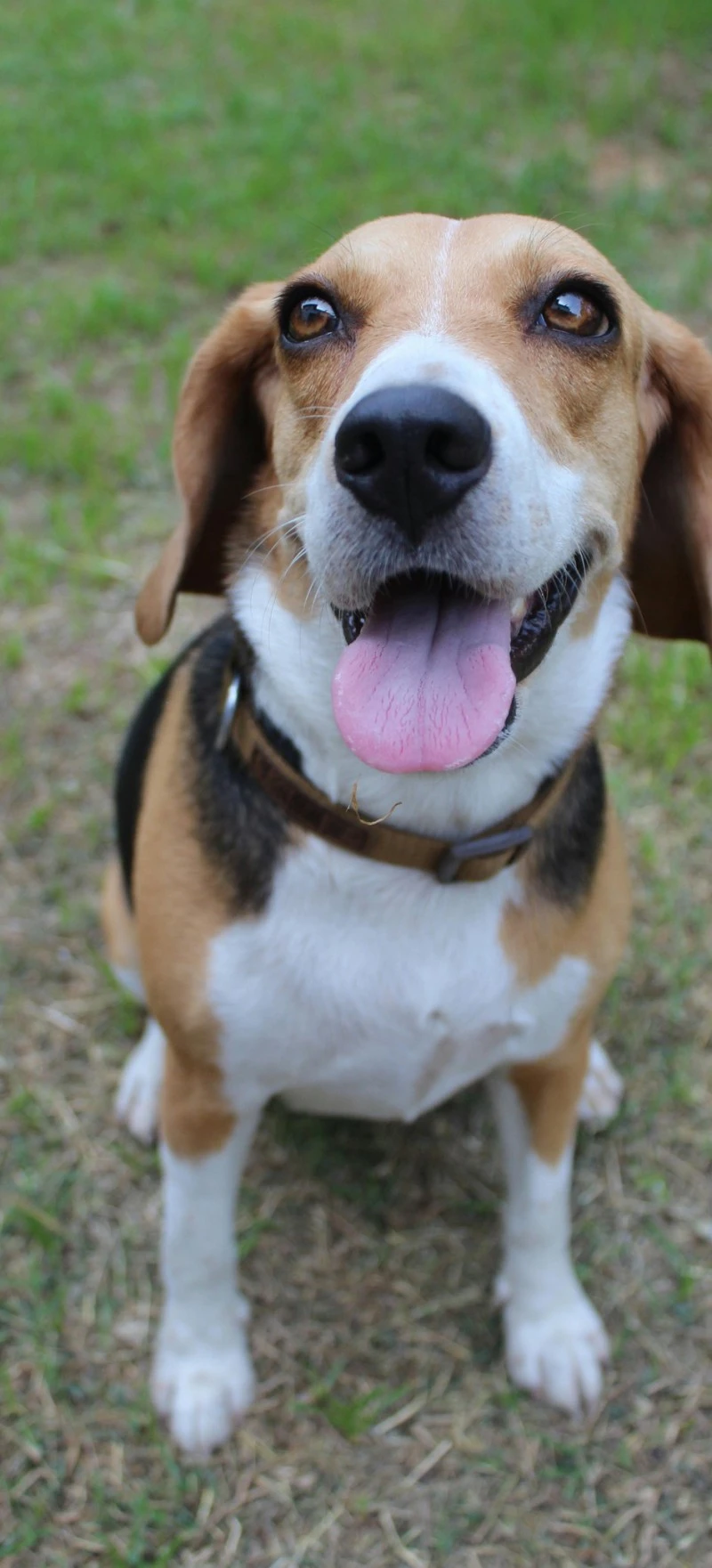 Beagle Dog Sitting in the Grass 4K Mobile Wallpaper