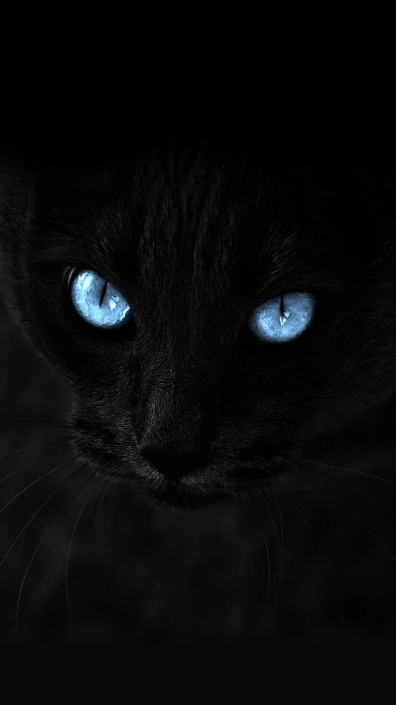 Mystical Black Cat 4K Mobile Wallpaper