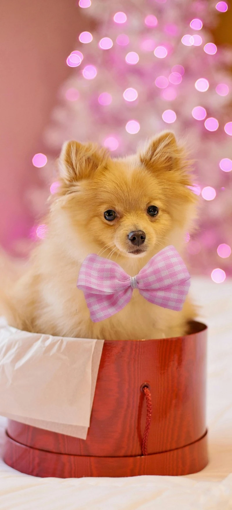 Pomeranian in a Gift Box 4K Mobile Wallpaper