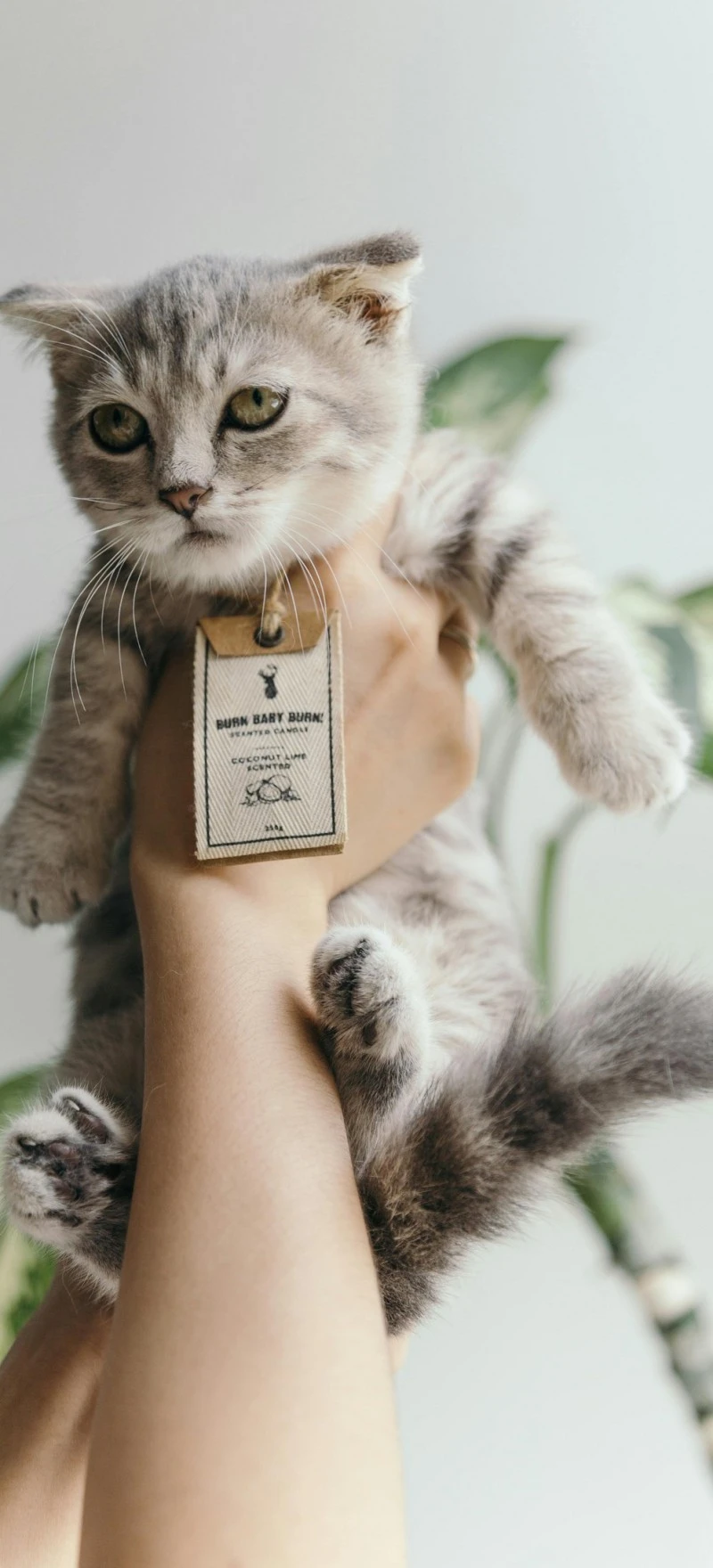 Scottish Fold Kitten 4K Mobile Wallpaper